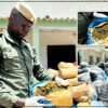Démantèlement d’un réseau de trafic de drogue à Fimela : 80 kg de chanvre indien saisis