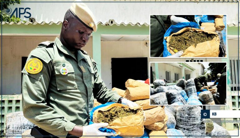 Démantèlement d’un réseau de trafic de drogue à Fimela : 80 kg de chanvre indien saisis
